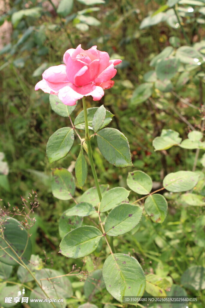 月季花  