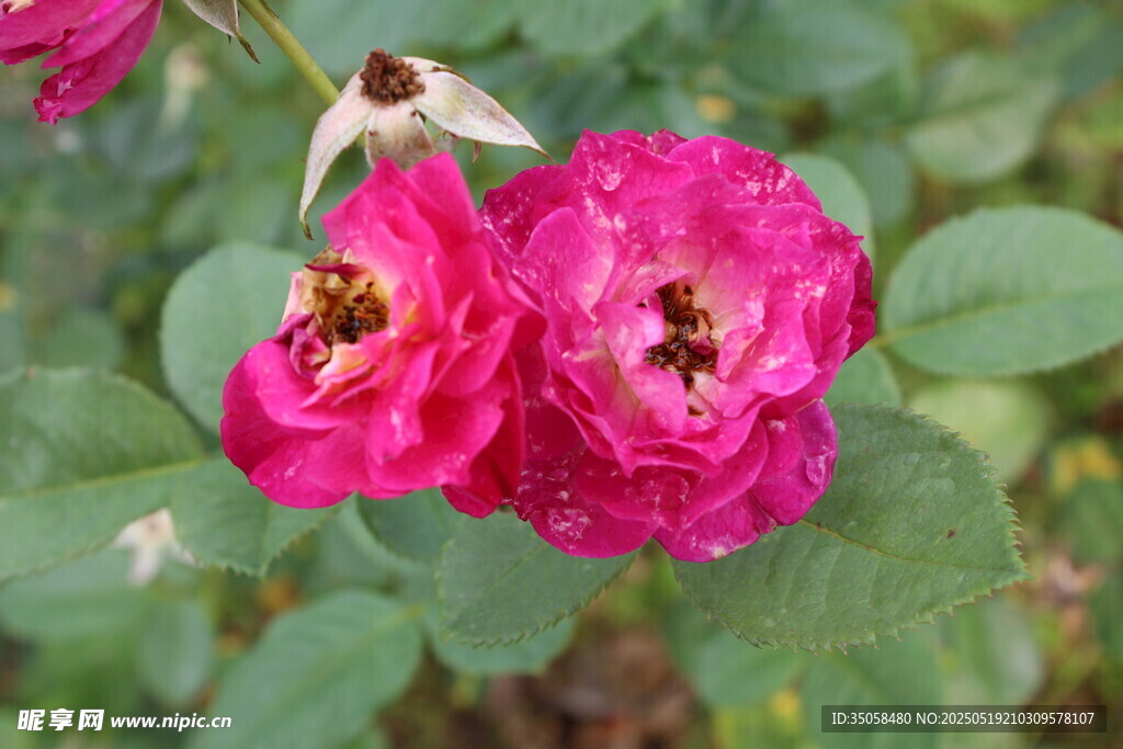 月季花  