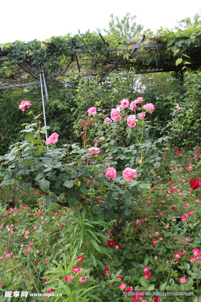 月季花  