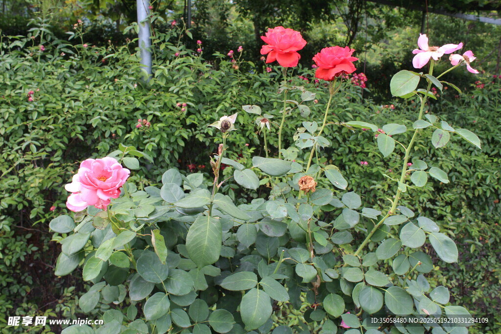 月季花  
