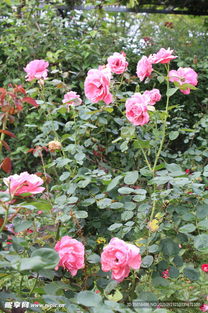 月季花  