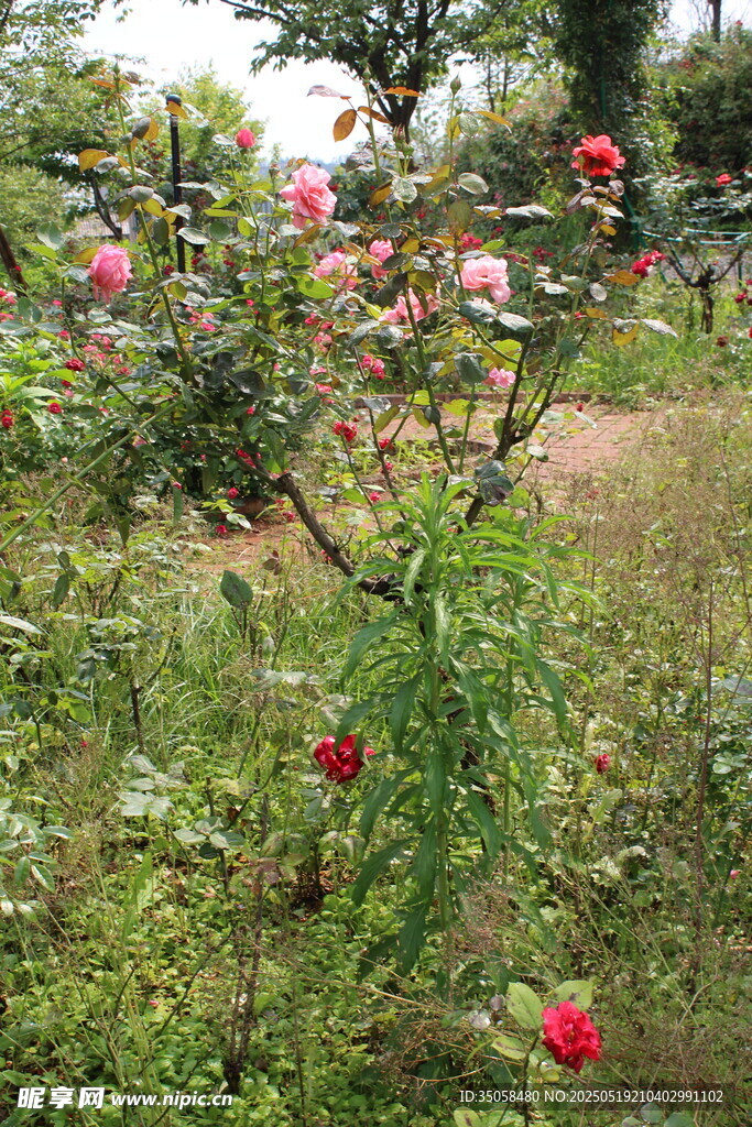 月季花  