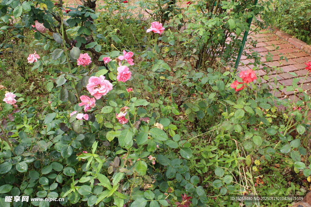 月季花 