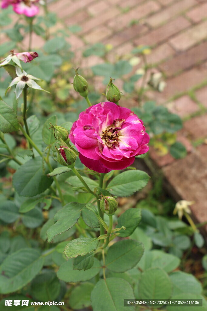 月季花 