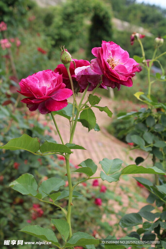 月季花 