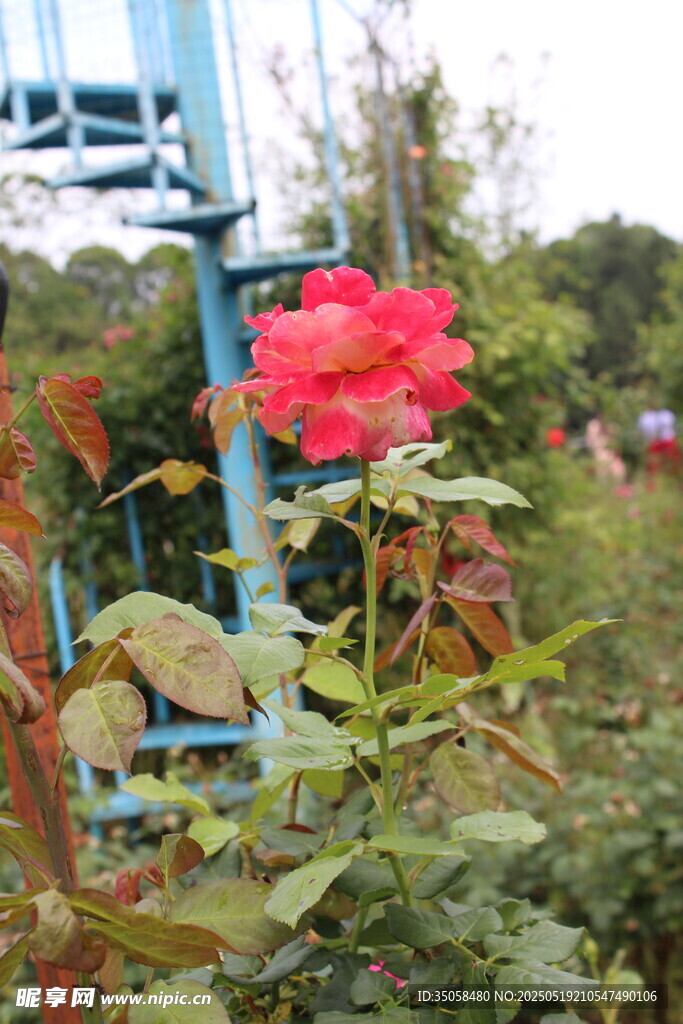 月季花 