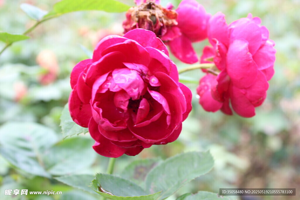 月季花  