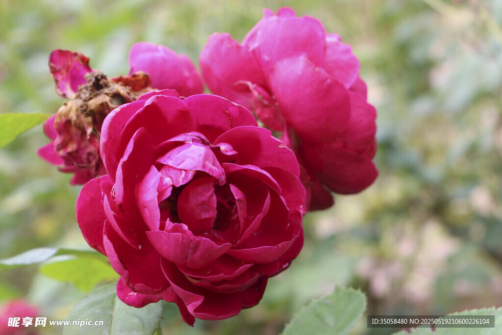 月季花  