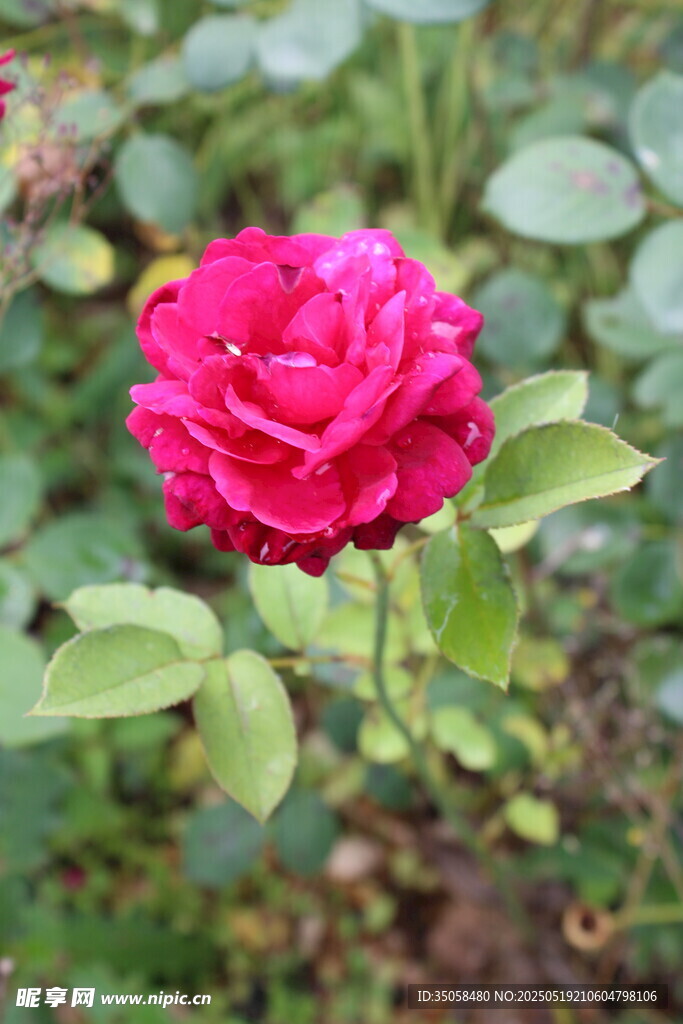 月季花 