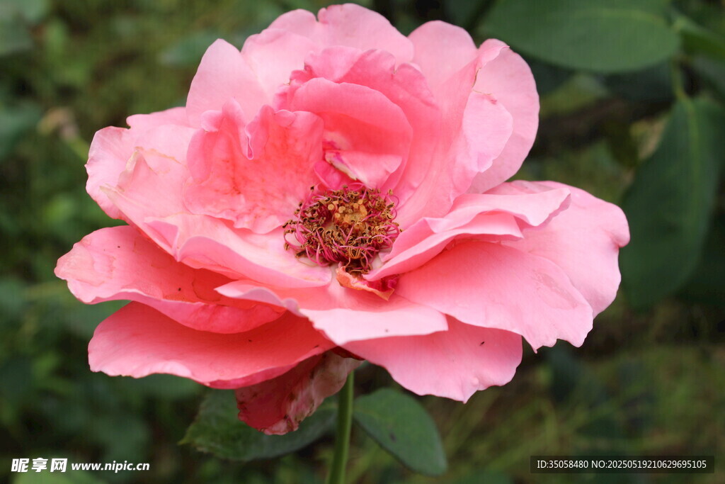 月季花  