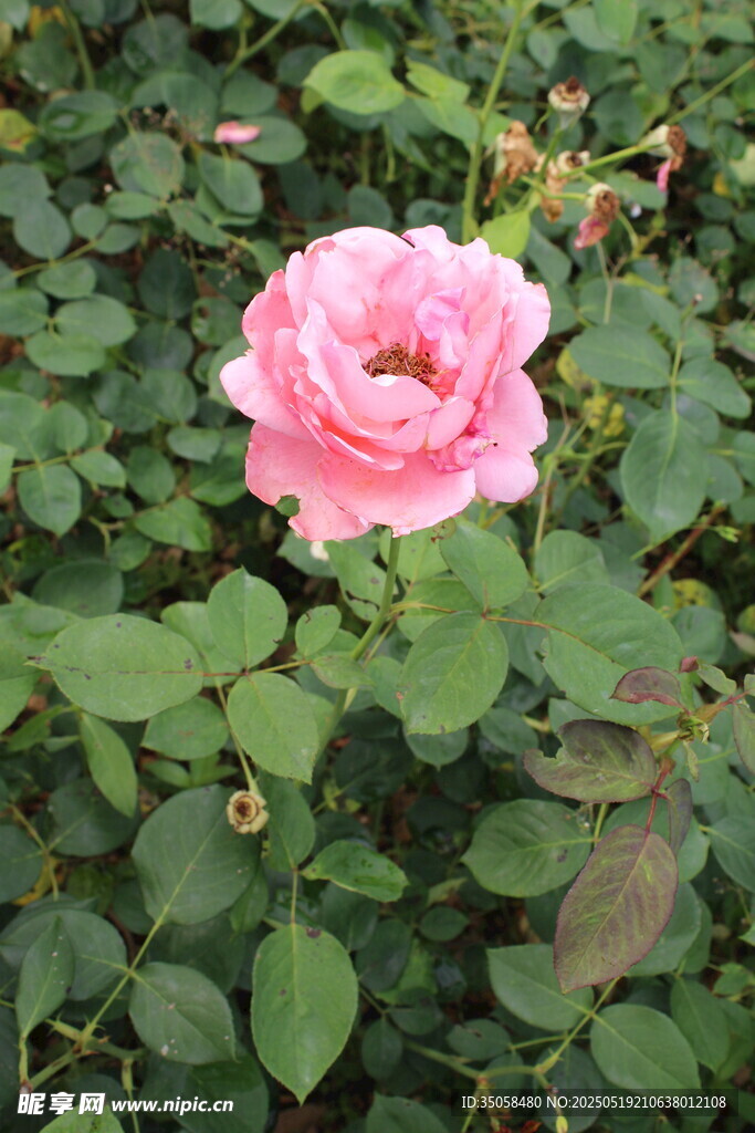月季花 
