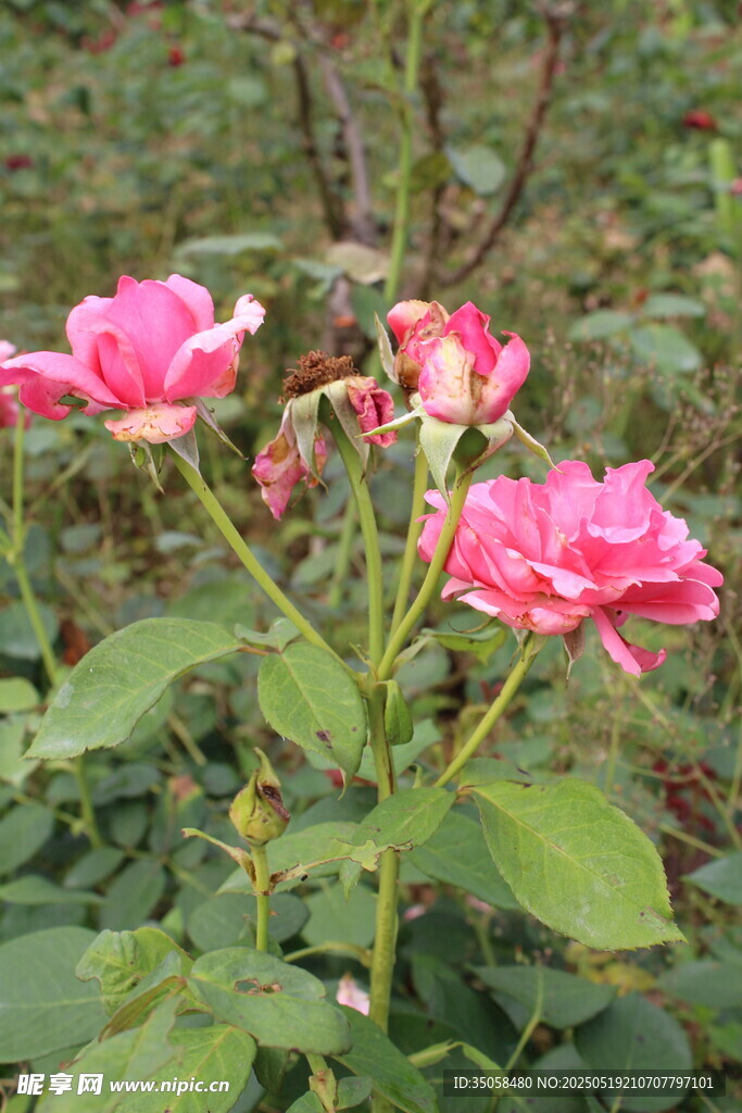 月季花 