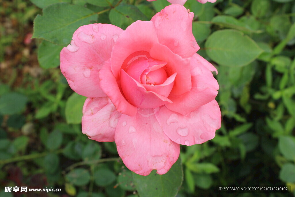 月季花 