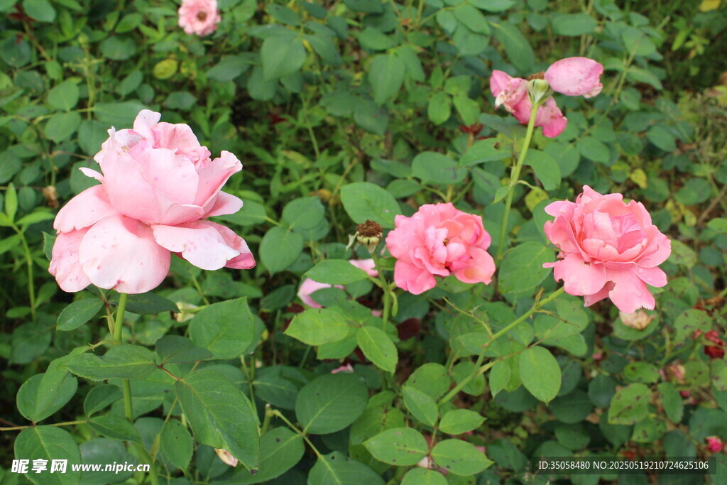 月季花  