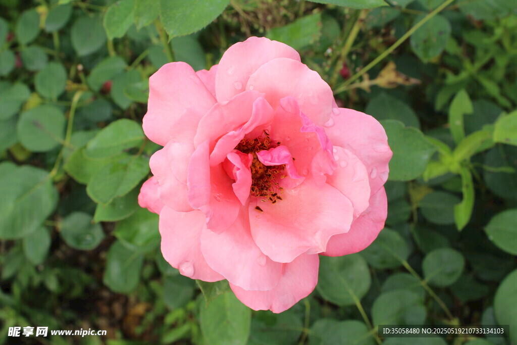 月季花  