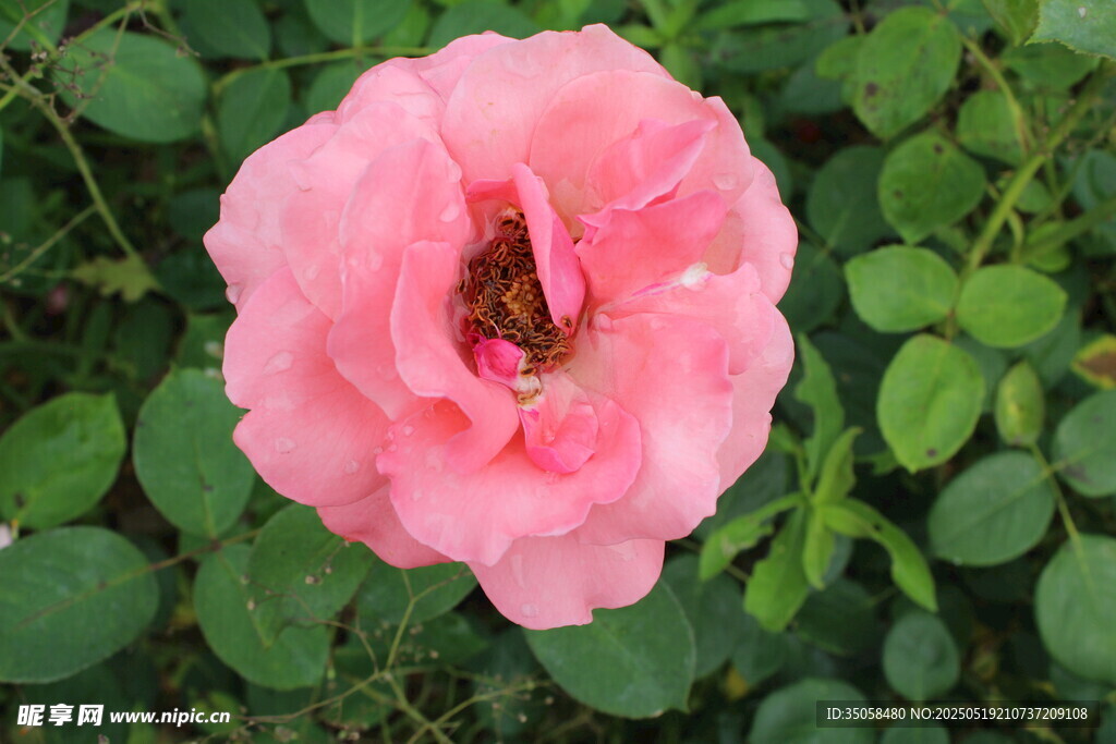 月季花  