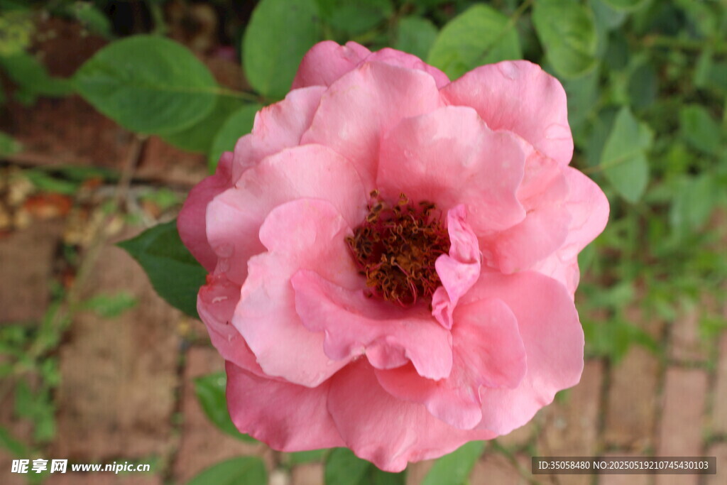 月季花  