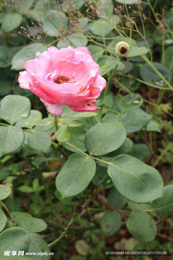 月季花  