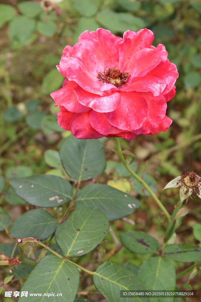 月季花 
