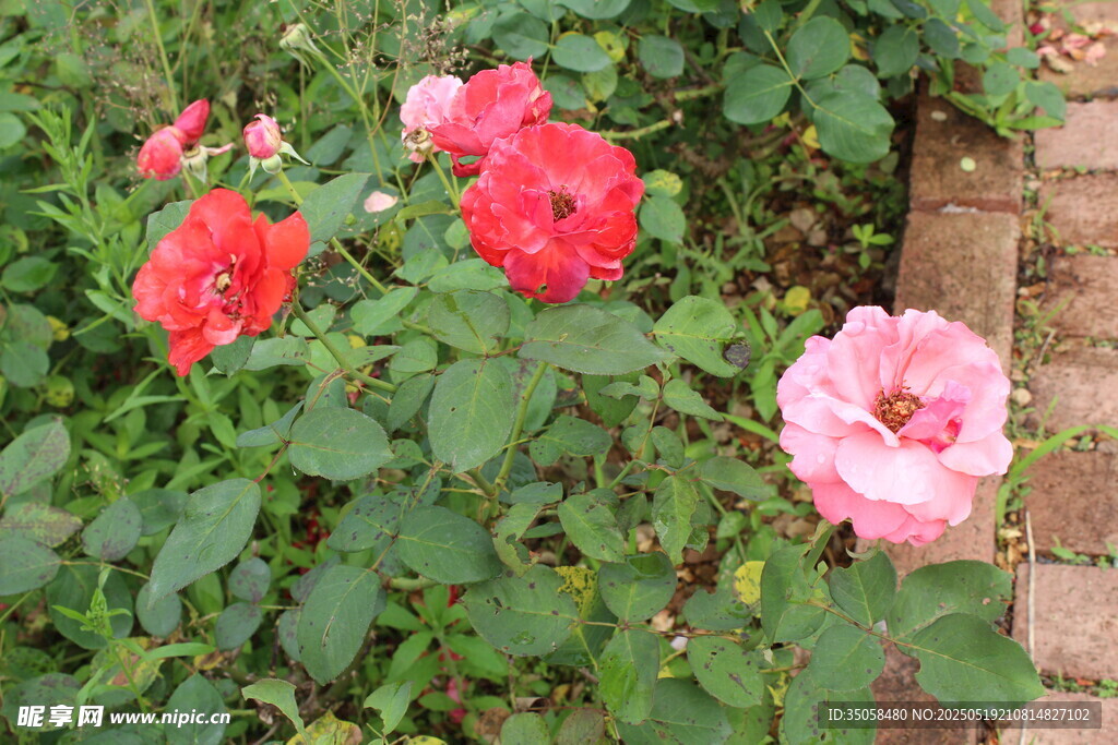 月季花  