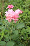 月季花 