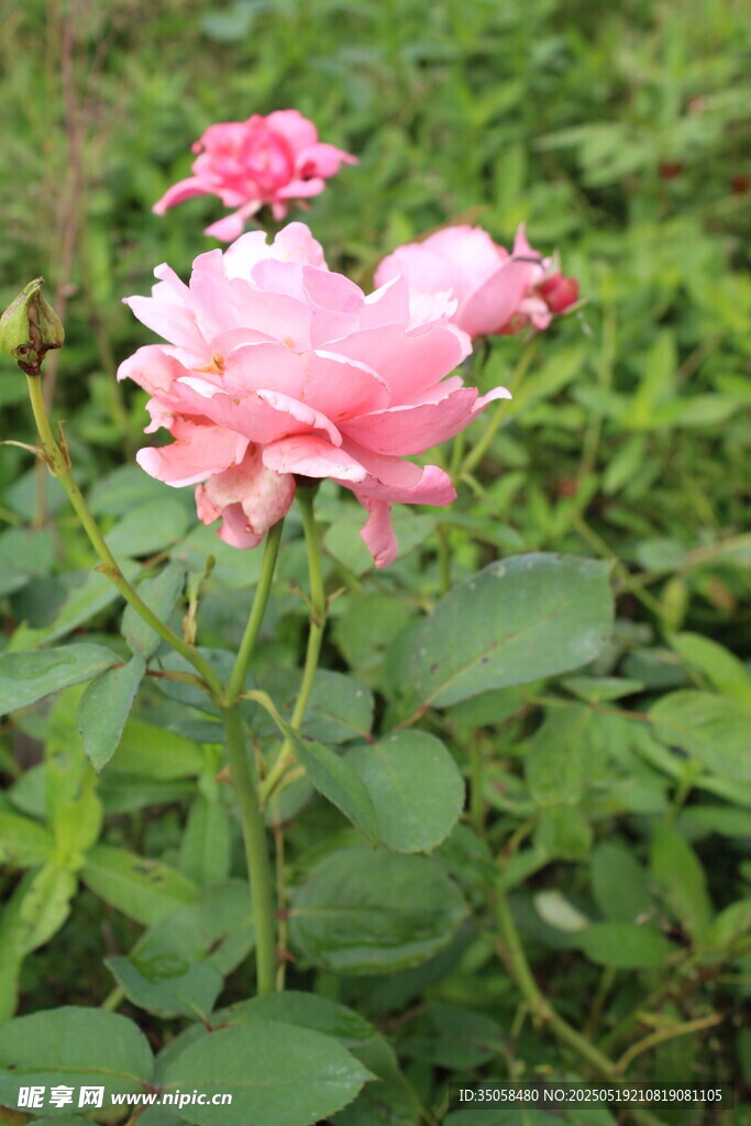 月季花 