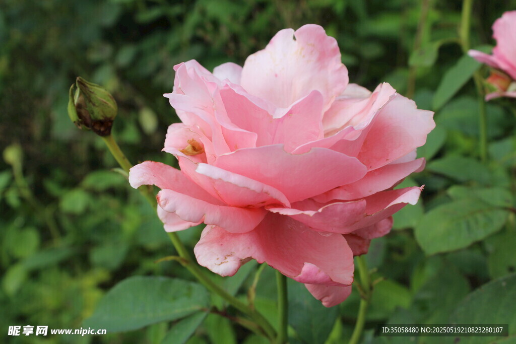 月季花 