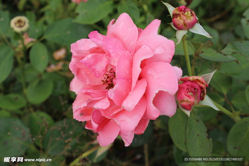 月季花 