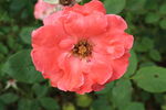 月季花 