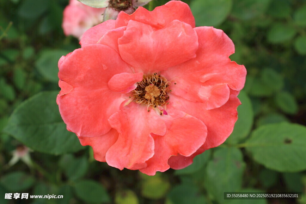 月季花 