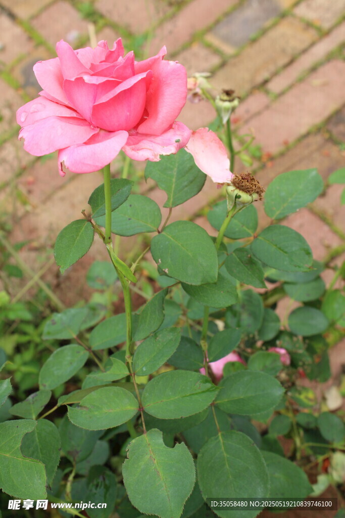 月季花  