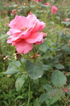 月季花 