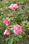 月季花 