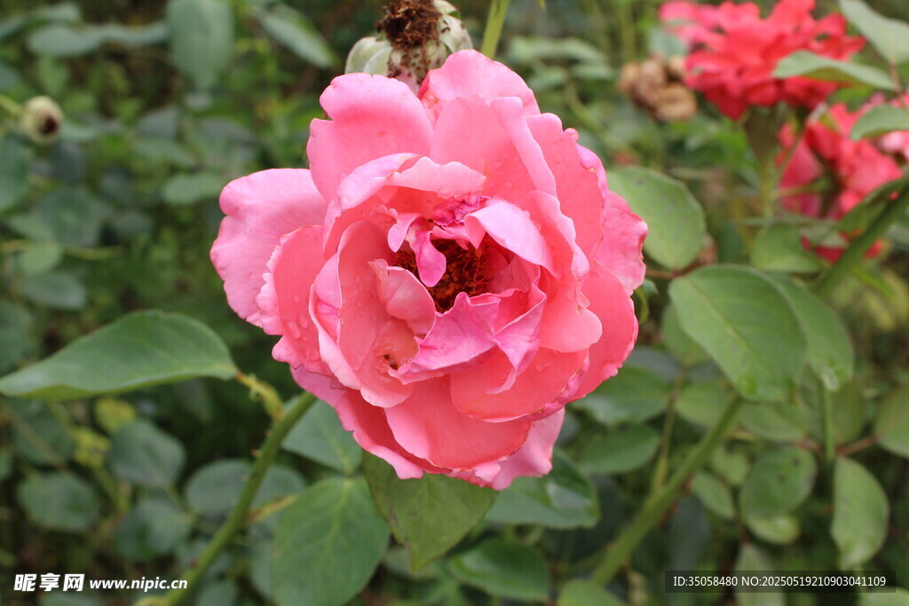 月季花 