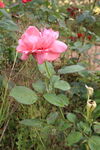 月季花 