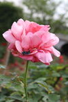 月季花 