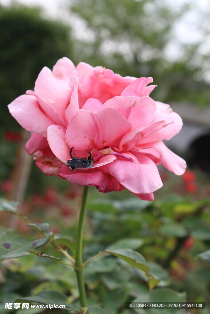月季花 