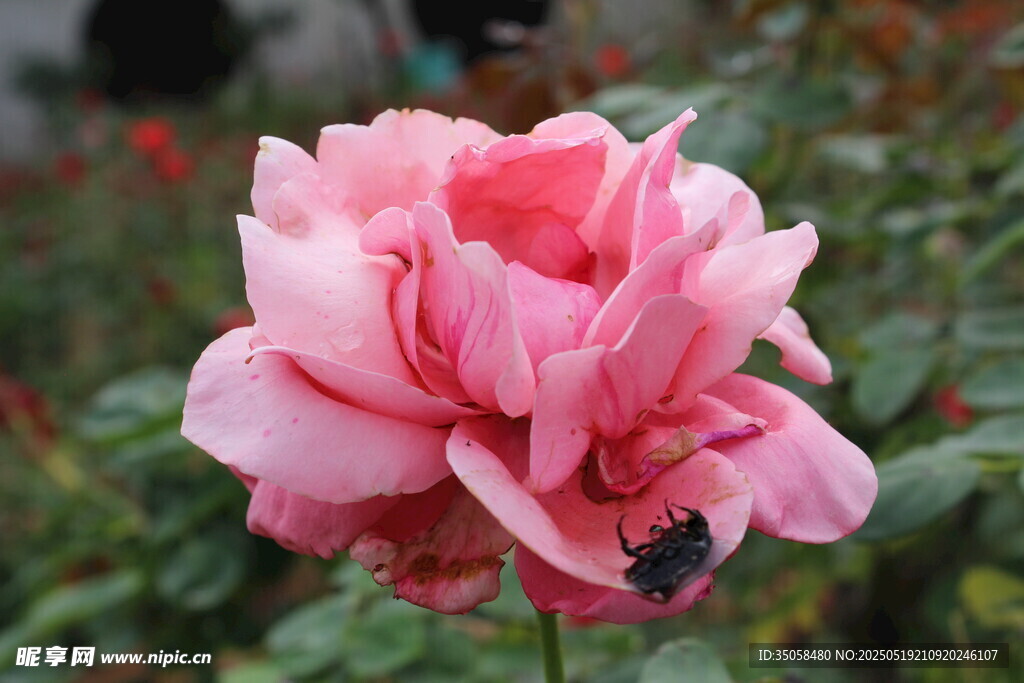 月季花 