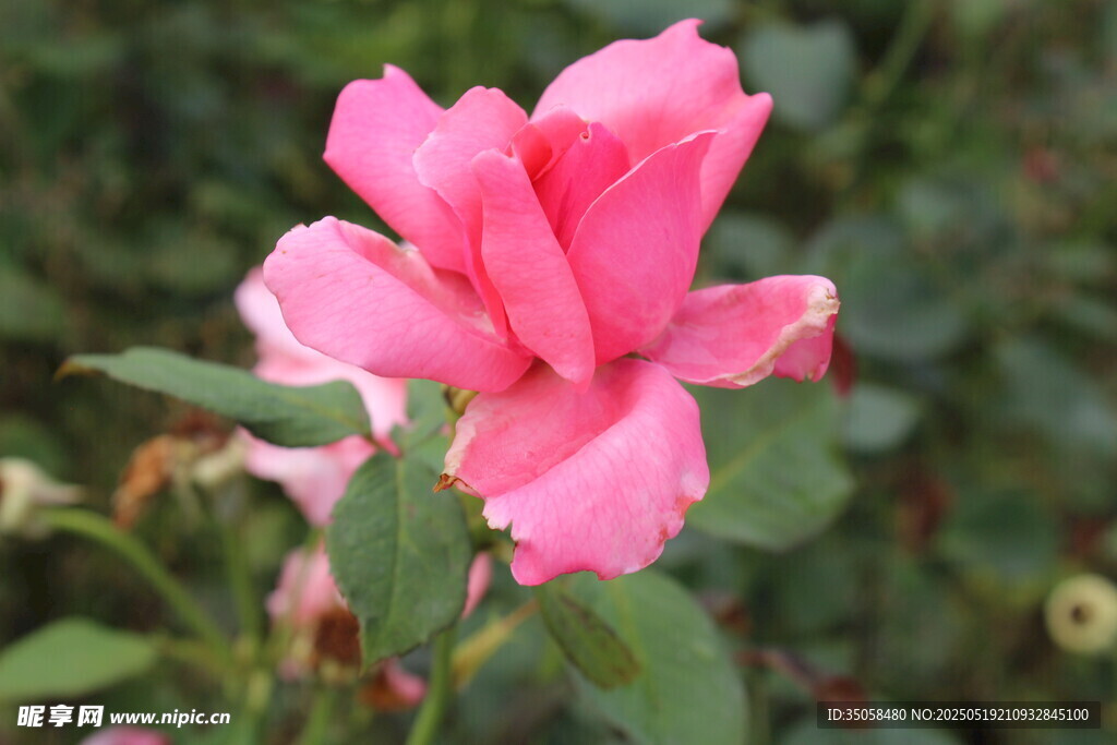 月季花  