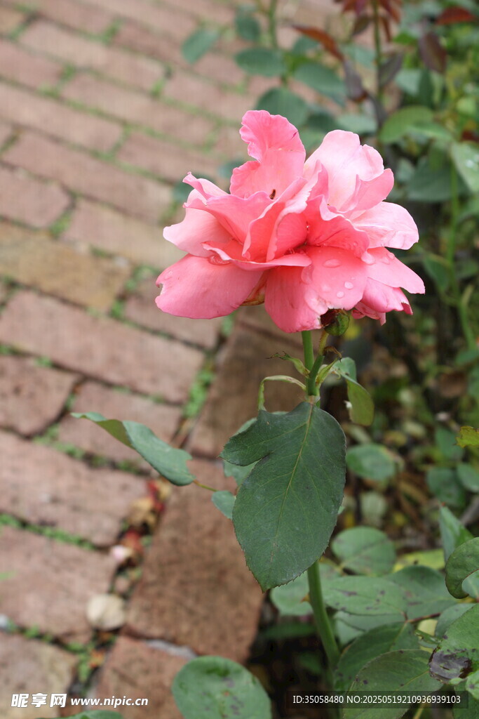 月季花 