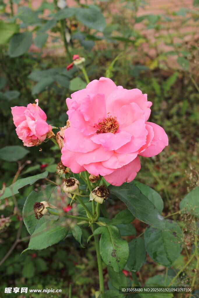 月季花  