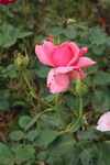 月季花 