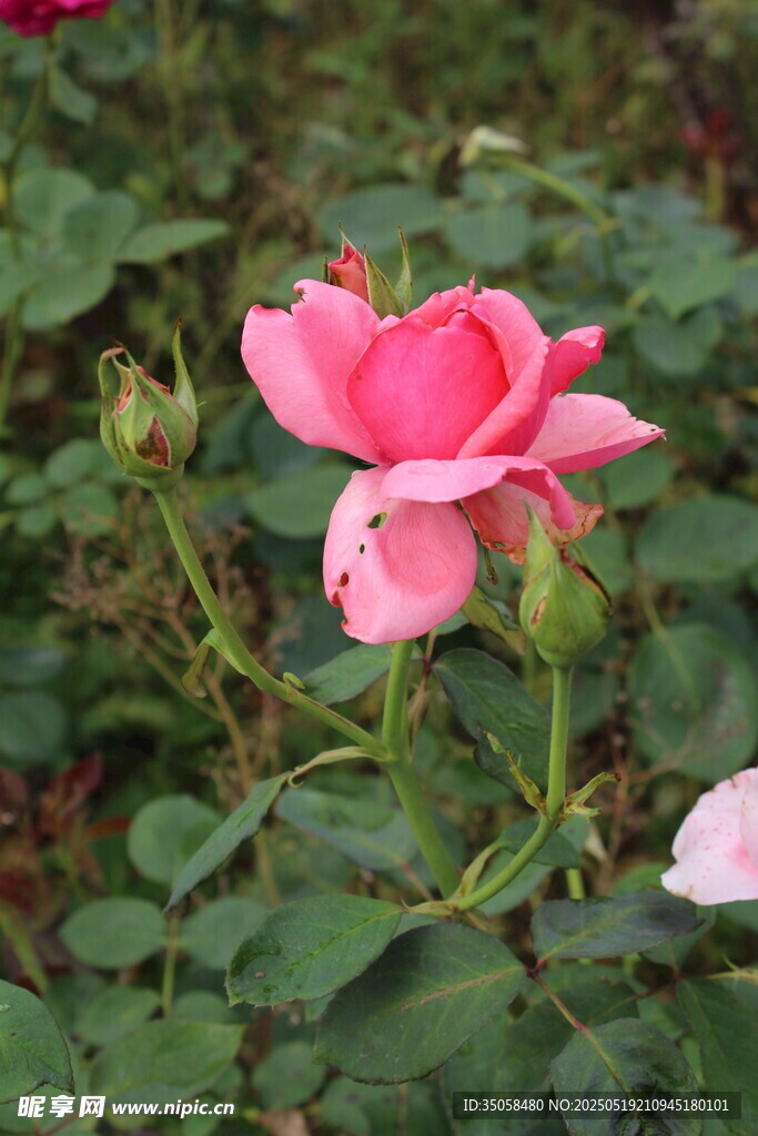 月季花 