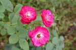 月季花 