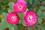 月季花 