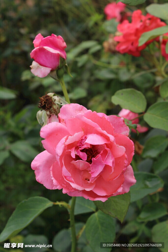 月季花  
