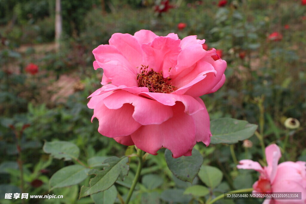 月季花 