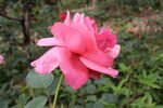 月季花  