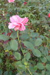 月季花  