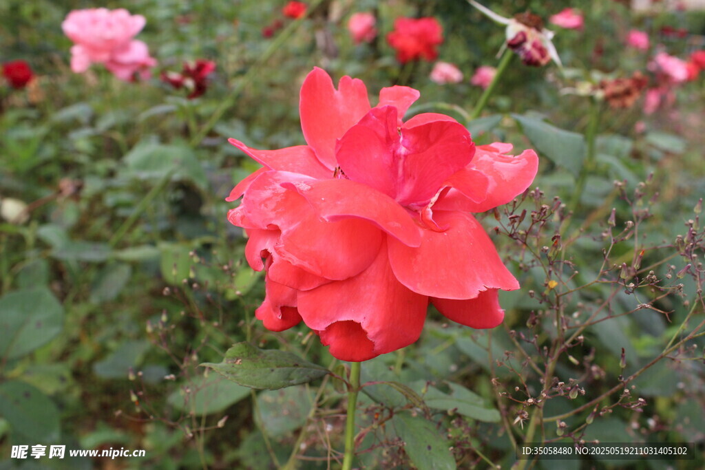 月季花 